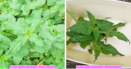 Soupe à la courge crue aux noisettes (Vegan) Soupe à la courge crue aux noisettes (Vegan)