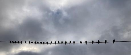L’alignement des pigeons