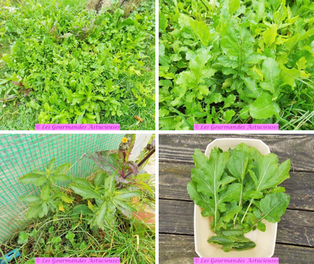 Galettes à la courge, aux lentilles, au quinoa et aux noix (Vegan) Galettes à la courge, aux lentilles, au quinoa et aux noix (Vegan)