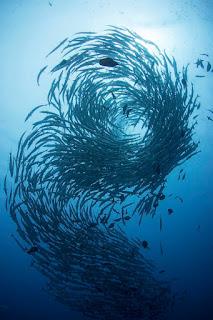 Les étonnantes tactiques du Covid