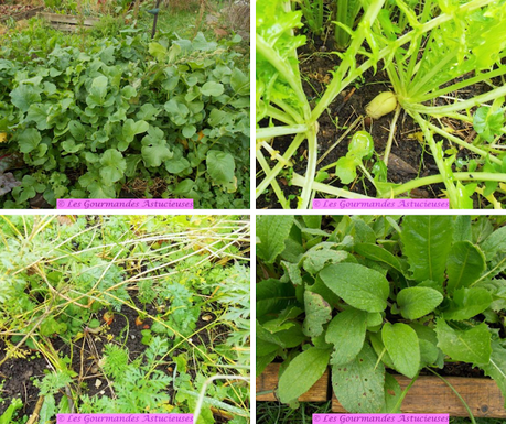 Salade fraîcheur aux carottes et au radis d'hiver (Vegan) Salade fraîcheur aux carottes et au radis d'hiver (Vegan)