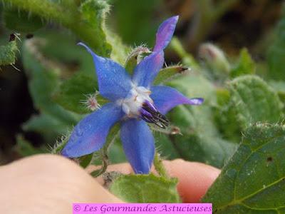 Salade fraîcheur aux carottes et au radis d'hiver (Vegan) Salade fraîcheur aux carottes et au radis d'hiver (Vegan)