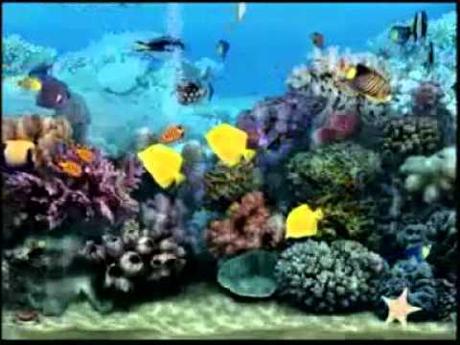 Fond D Ecran Pour Television Aquarium Test Youtube