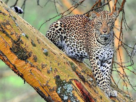 Pays Etranger - L'Afrique - ses magnifiques paysages - 1