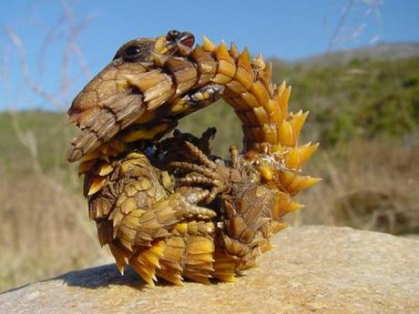 Pays Etranger - L'Afrique - ses magnifiques paysages - 1