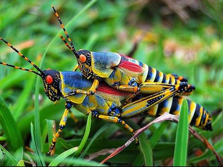 Pays Etranger - L'Afrique - ses magnifiques paysages - 1