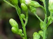 Vergerette Canada (Erigeron canadensis)