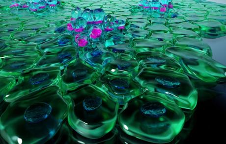 Cette recherche révèle toute l'importance des « jonctions serrées » pour le mouvement cellulaire et la cicatrisation des plaies.(Visuel Dr Alexey Chizhik, Université de Göttingen) Cette recherche révèle toute l'importance des « jonctions serrées » pour le mouvement cellulaire et la cicatrisation des plaies.(Visuel Dr Alexey Chizhik, Université de Göttingen)