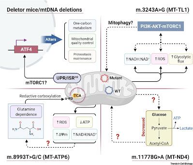 #trendsincellbiology #signalisationcellaire #mutation #ADNmt Recâblage des voies de signalisation cellulaire dans un contexte de mutations pathogènes de l'ADNmt