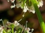 Peucédan herbe cerfs (Cervaria rivini)