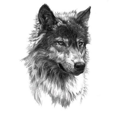 Tête de loup tatouage — Wolf Dream
