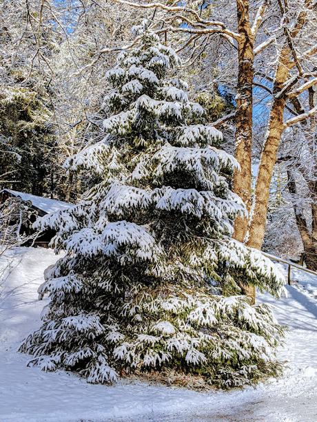 Mittenwald — 25 Bilder / 25 photos Kurpark am Burgberg — 28.11.2021