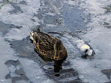 Mittenwald — 25 Bilder / 25 photos Kurpark am Burgberg — 28.11.2021