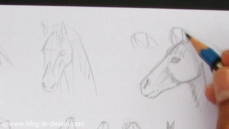 Faire le dessin d'une tête de cheval facilement - Blog Le Dessin