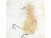 oiseaux Stéphanie Ferrat Galerie Univer