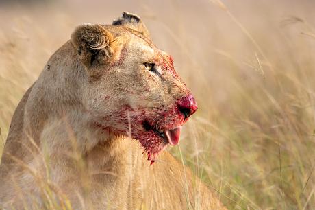 Lara a pris une série de photographies de la lionne au milieu du repas.  Utiliser son objectif Sony 150-600mm