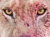 aperçu portrait lionne féroce Lara Jackson