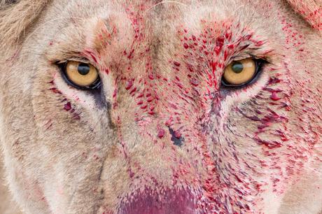 Un aperçu du portrait de lionne féroce par Lara Jackson