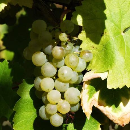 Eaux de vie et liqueurs iconiques de France à offrir sans modération 🎅