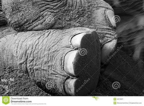 african elephant foot - Google Търсене | African elephant, Elephant, African