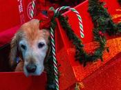 Collecte fonds pour portraits d’animaux compagnie prévue parc canin South Surrey North Delta Reporter