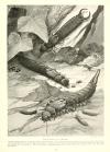 Perce-oreilles-BHL-Edward-Step-1916-Marvels-of-insect-life-_-a-popular-account-of-structure-and-habit