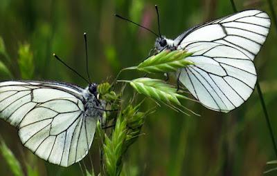 Gazé (Aporia crataegi) Gazé (Aporia crataegi)