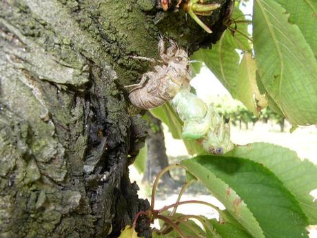 Divers - Le Mystère des Cigales