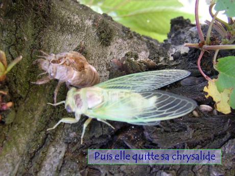 Divers - Le Mystère des Cigales