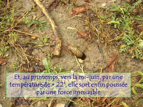 Divers - Le Mystère des Cigales