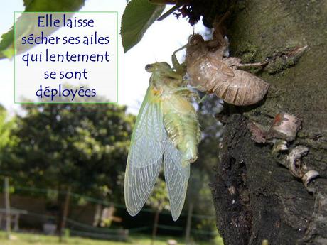 Divers - Le Mystère des Cigales