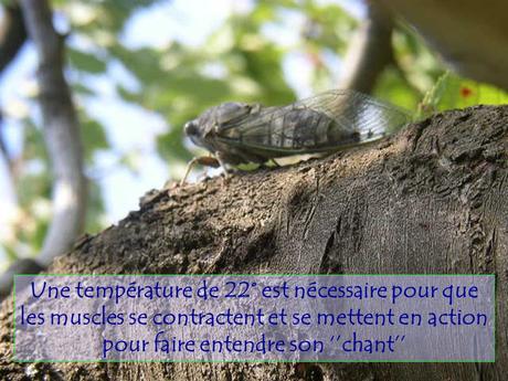 Divers - Le Mystère des Cigales