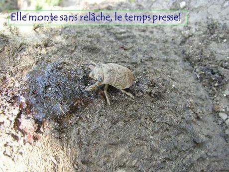 Divers - Le Mystère des Cigales