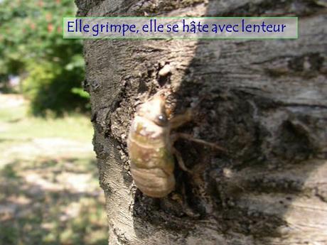 Divers - Le Mystère des Cigales