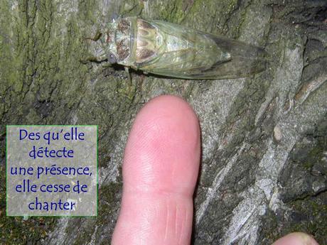 Divers - Le Mystère des Cigales