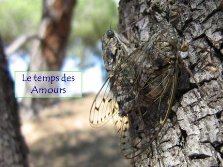 Divers - Le Mystère des Cigales