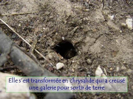 Divers - Le Mystère des Cigales