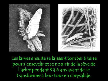 Divers - Le Mystère des Cigales