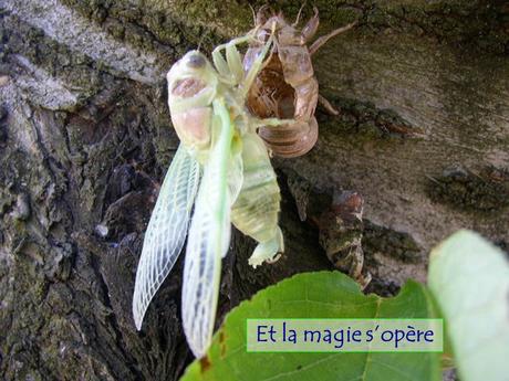 Divers - Le Mystère des Cigales