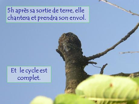 Divers - Le Mystère des Cigales