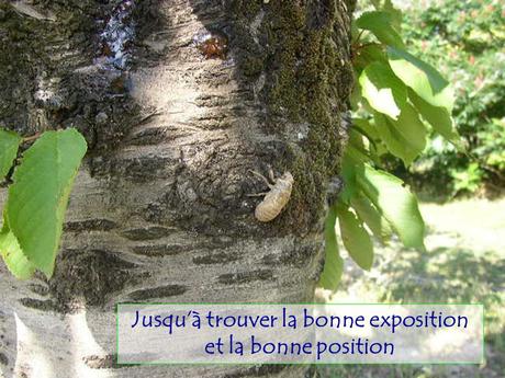 Divers - Le Mystère des Cigales