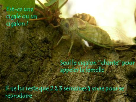 Divers - Le Mystère des Cigales