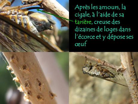 Divers - Le Mystère des Cigales