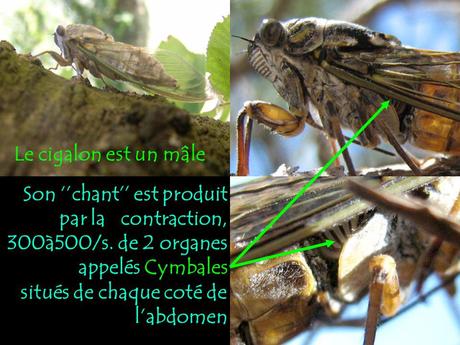 Divers - Le Mystère des Cigales