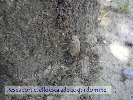 Divers - Le Mystère des Cigales