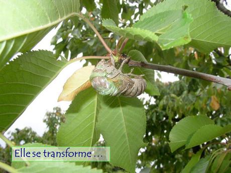 Divers - Le Mystère des Cigales