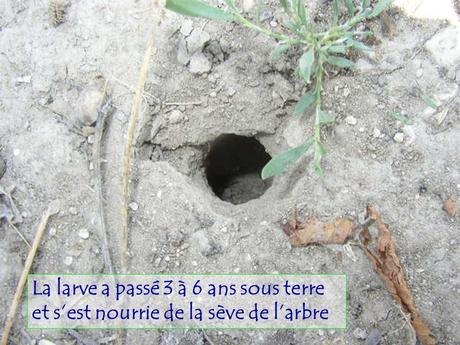 Divers - Le Mystère des Cigales