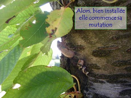 Divers - Le Mystère des Cigales