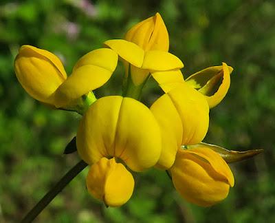 Lotier corniculé (Lotus corniculatus) Lotier corniculé (Lotus corniculatus)