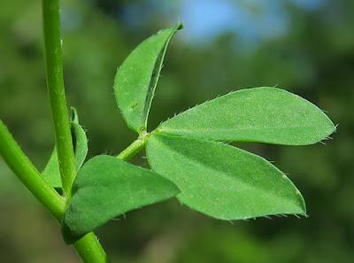 Lotier corniculé (Lotus corniculatus) Lotier corniculé (Lotus corniculatus)